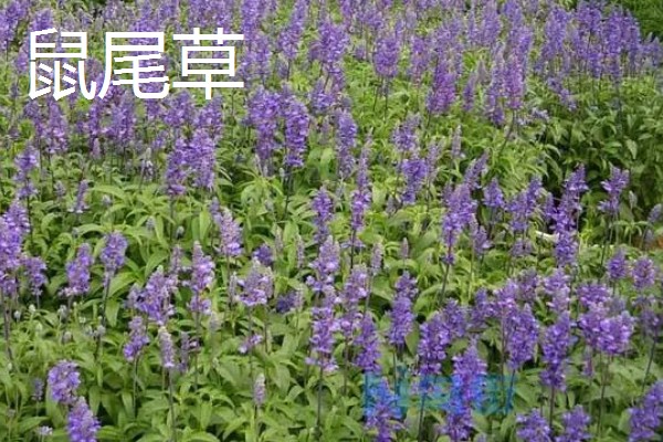 大乔木品种介绍,白玉兰、榆树等品种很常见