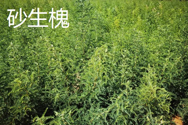 大乔木品种介绍,白玉兰、榆树等品种很常见