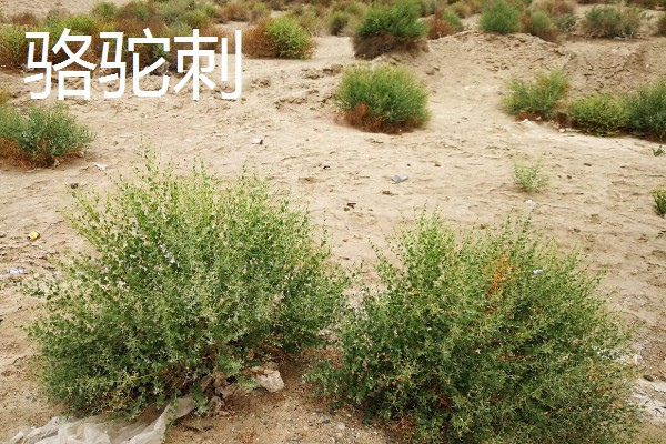 大乔木品种介绍,白玉兰、榆树等品种很常见