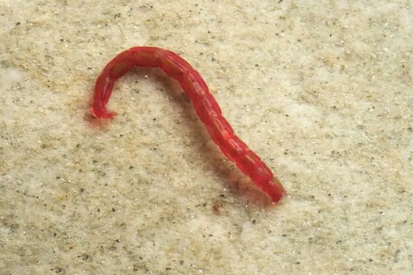 什么是红虫，一般有摇蚊幼虫、水蚤、水蚯蚓三种