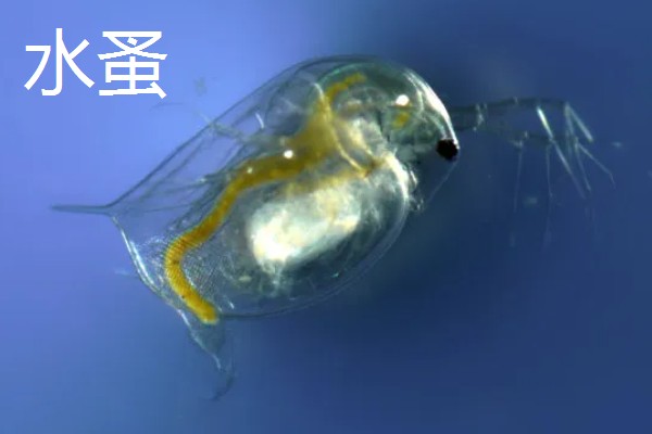 什么是红虫，一般有摇蚊幼虫、水蚤、水蚯蚓三种