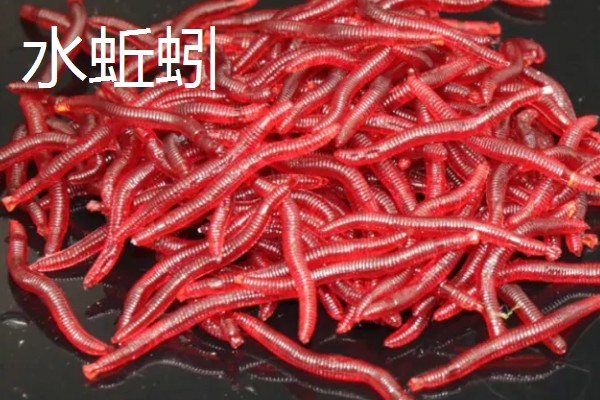 什么是红虫，一般有摇蚊幼虫、水蚤、水蚯蚓三种