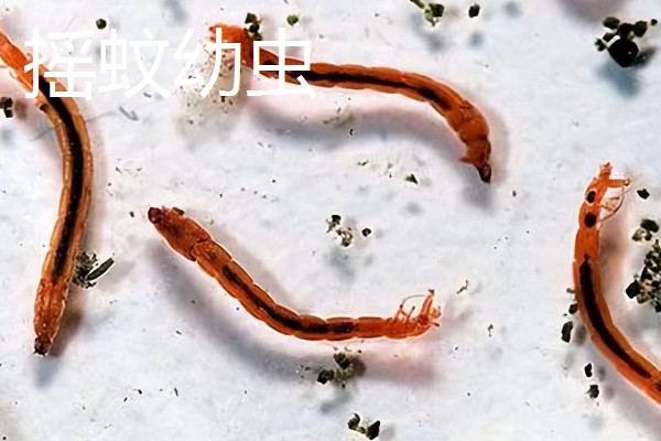 什么是红虫，一般有摇蚊幼虫、水蚤、水蚯蚓三种