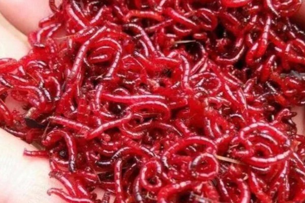 什么是红虫，一般有摇蚊幼虫、水蚤、水蚯蚓三种