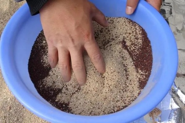 五味子种子如何处理，干燥后进行层积处理