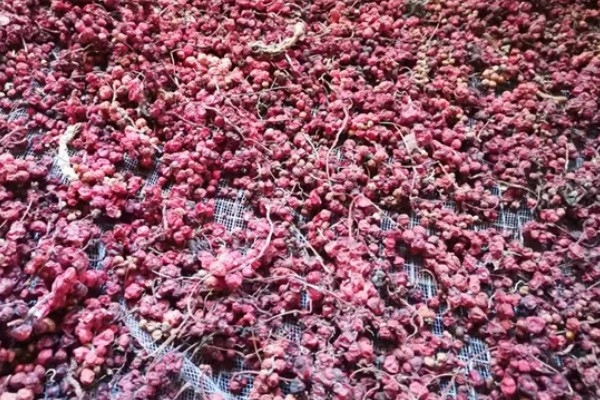 五味子种子如何处理，干燥后进行层积处理