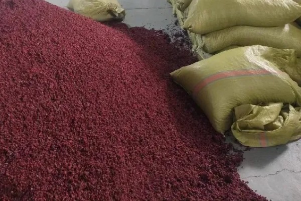 五味子种子如何处理，干燥后进行层积处理