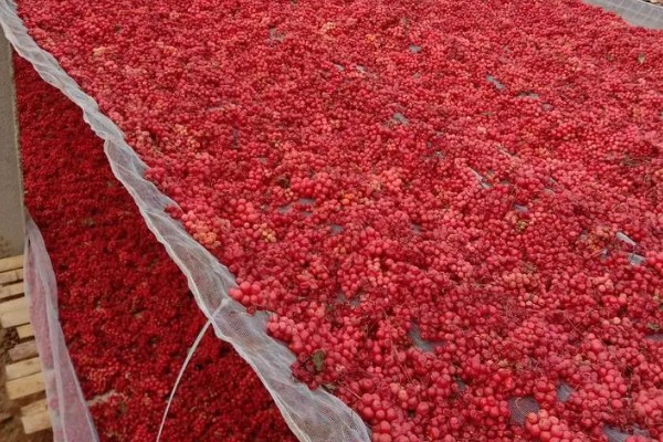 五味子种子如何处理，干燥后进行层积处理