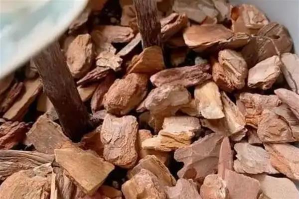 松树皮开水煮了可以直接用吗,可以直接用