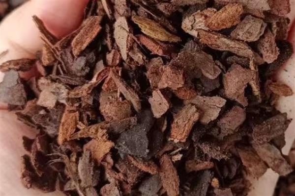 松树皮开水煮了可以直接用吗,可以直接用