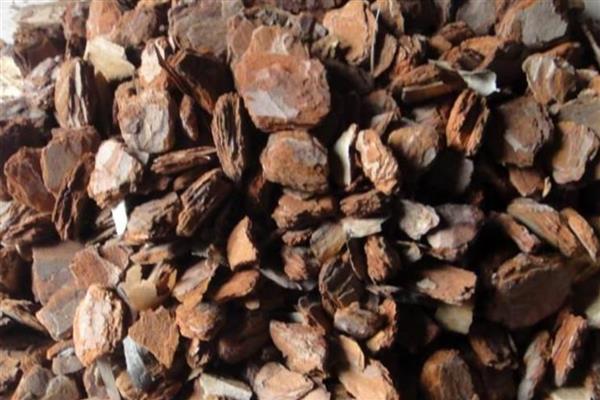 松树皮开水煮了可以直接用吗,可以直接用