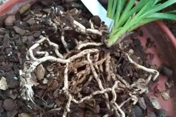 松树皮开水煮了可以直接用吗,可以直接用