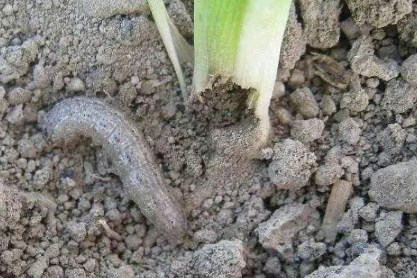 地里有虫子如何处理，防治蚜虫可喷施杀蚜松等药物