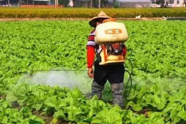 地里有虫子如何处理，防治蚜虫可喷施杀蚜松等药物