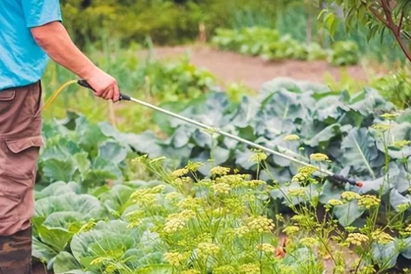 地里有虫子如何处理，防治蚜虫可喷施杀蚜松等药物