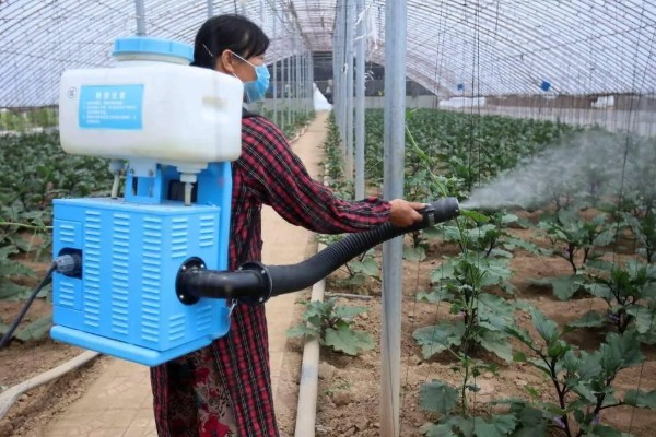 地里有虫子如何处理，防治蚜虫可喷施杀蚜松等药物