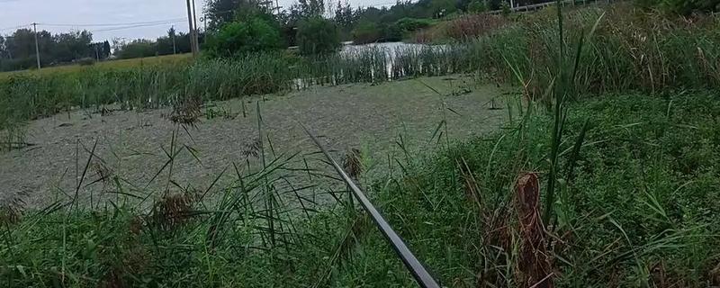 手竿钓黑鱼搭配几号鱼钩，搭配不同的鱼钩要选择不同的钩号