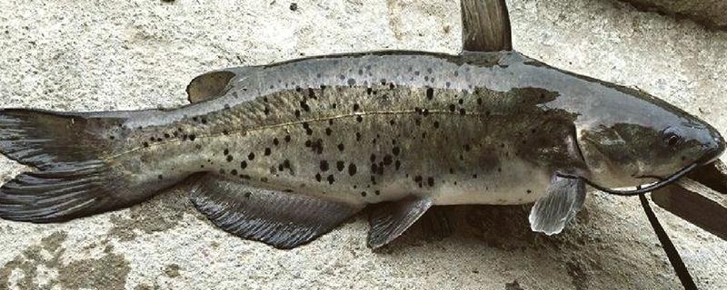 叉尾鱼的价值，有营养价值也有经济价值