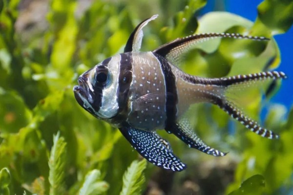 鱼类有肺吗，鱼类是没有肺的