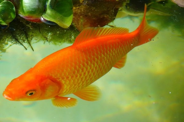 鱼类有肺吗，鱼类是没有肺的