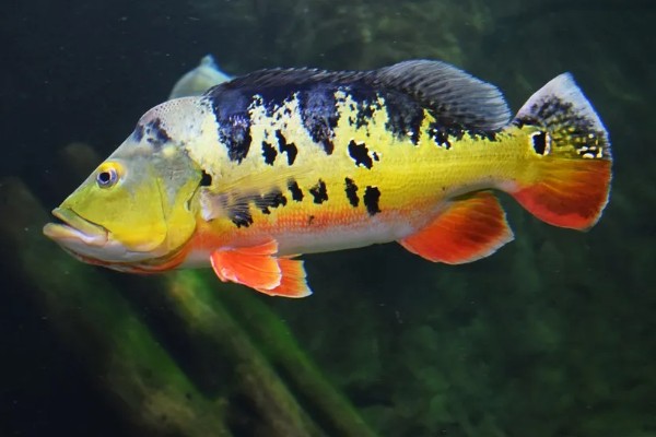 鱼类有肺吗，鱼类是没有肺的