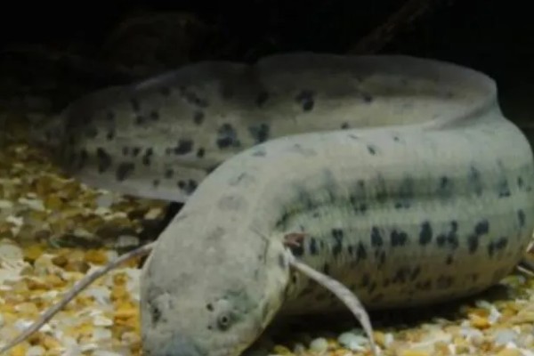 鱼类有肺吗，鱼类是没有肺的