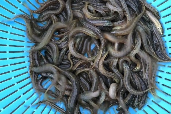 鱼类有肺吗，鱼类是没有肺的