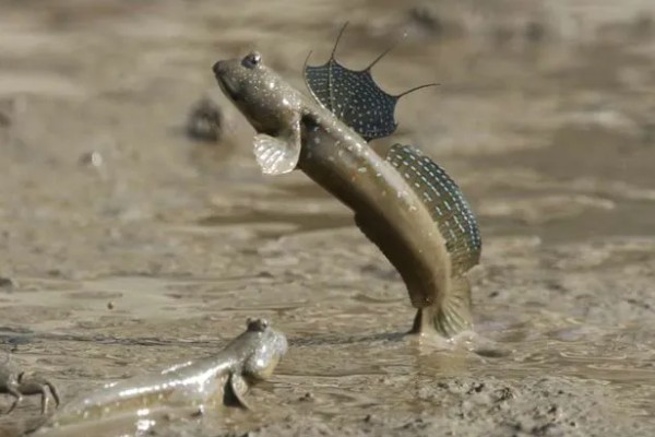 鱼类有肺吗，鱼类是没有肺的