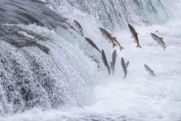 鱼类有肺吗，鱼类是没有肺的