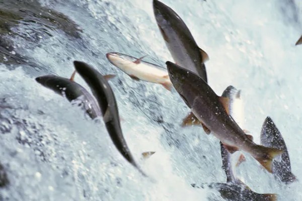 鱼类有肺吗，鱼类是没有肺的