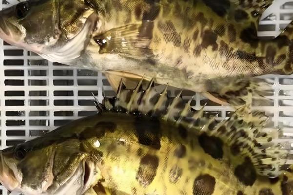 野生桂鱼与非野生的区别，体型和胆囊均不同