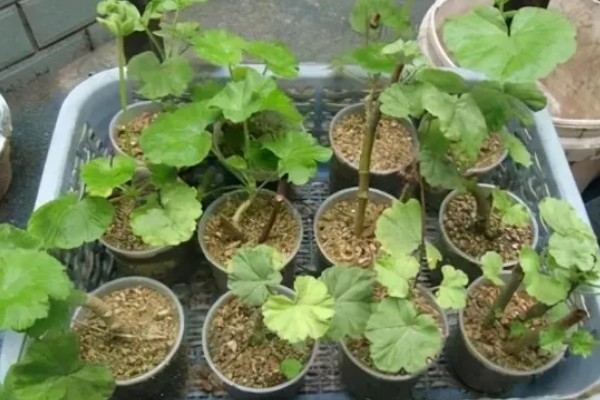 天竺葵如何扦插，在夏季的6-7月份进行