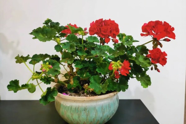 天竺葵如何扦插，在夏季的6-7月份进行