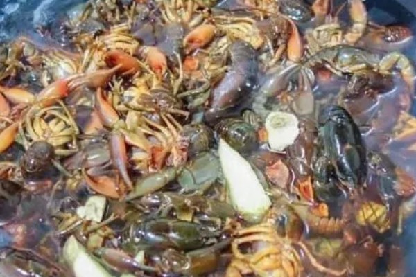 东北蝲蛄怎么养殖,饲喂高蛋白的人工饲料