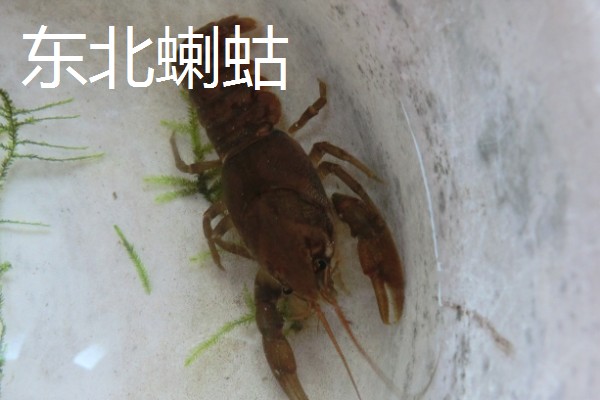 东北蝲蛄怎么养殖,饲喂高蛋白的人工饲料