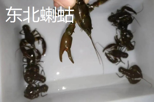 东北蝲蛄怎么养殖,饲喂高蛋白的人工饲料