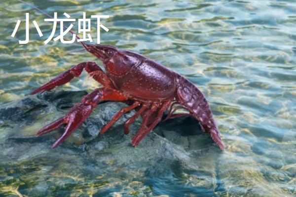 东北蝲蛄怎么养殖,饲喂高蛋白的人工饲料
