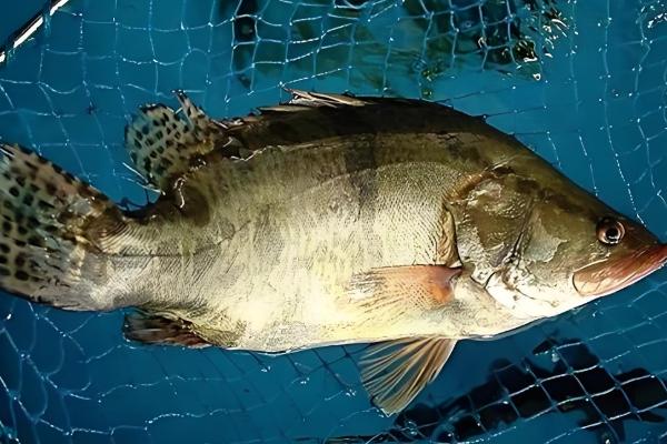 野生桂鱼与非野生的区别，体型和胆囊均不同