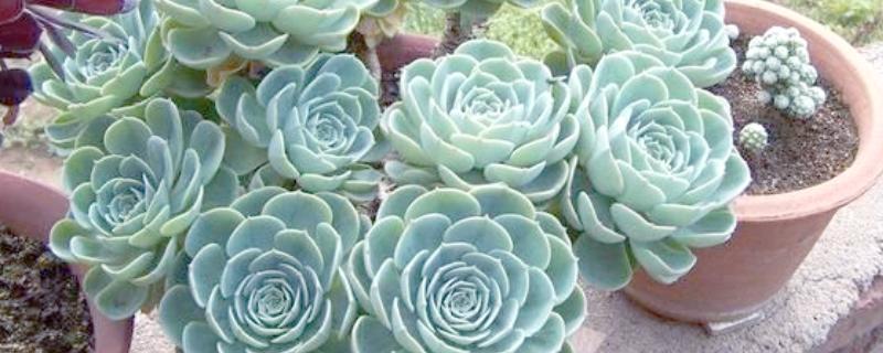 宝石花的分盆方法，主要采取叶插的方法