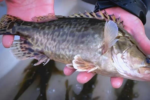 野生桂鱼与非野生的区别，体型和胆囊均不同