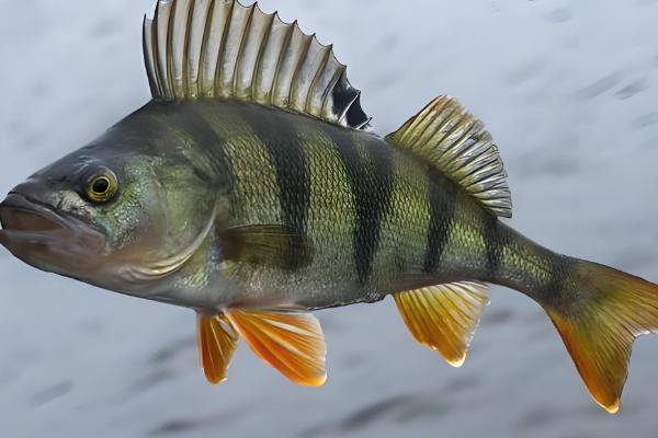 野生桂鱼与非野生的区别，体型和胆囊均不同