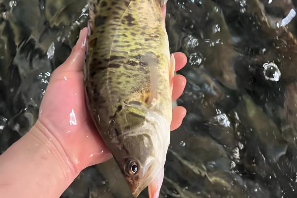 野生桂鱼与非野生的区别，体型和胆囊均不同