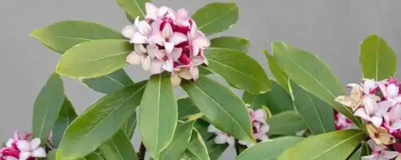 瑞香花掉叶子的原因与解决方法