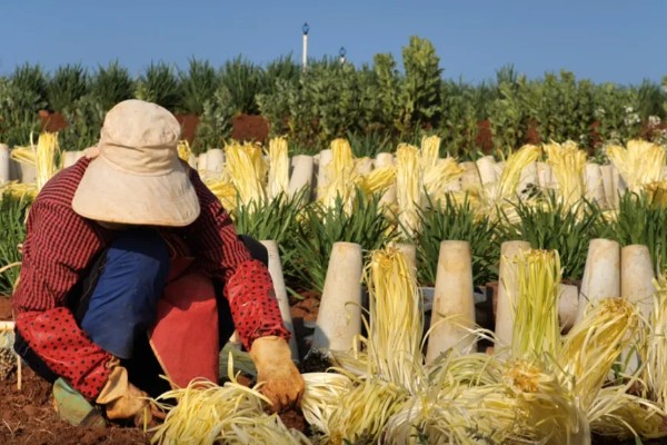 韭黄如何种植,可以直播也可以育苗移栽