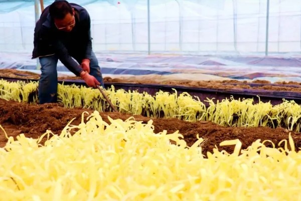 韭黄如何种植,可以直播也可以育苗移栽