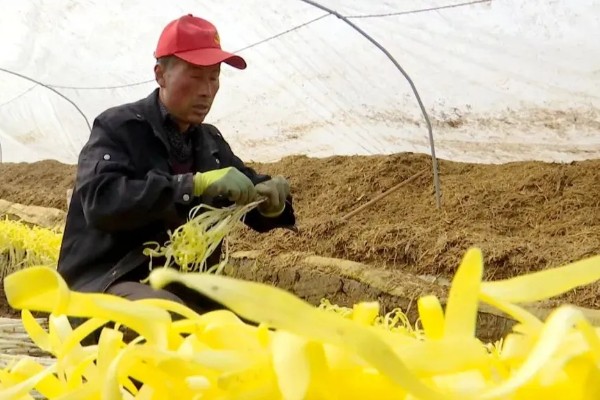 韭黄如何种植,可以直播也可以育苗移栽