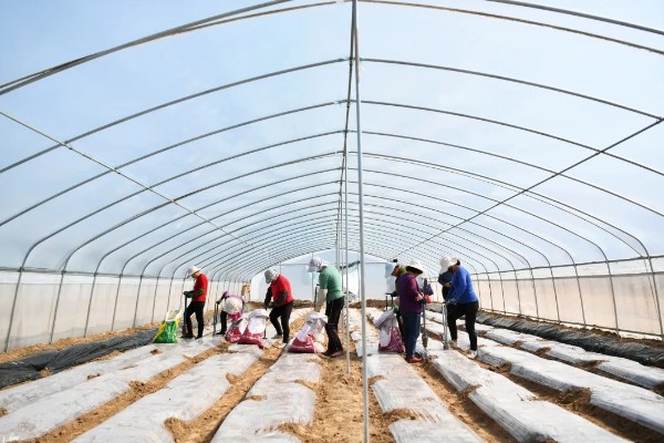 韭黄如何种植,可以直播也可以育苗移栽