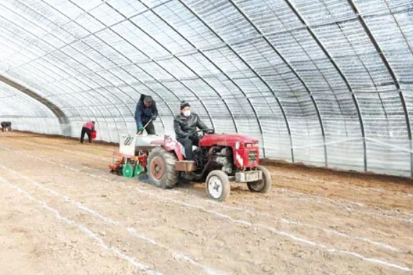 韭黄如何种植,可以直播也可以育苗移栽