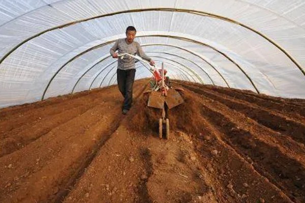 韭黄如何种植,可以直播也可以育苗移栽