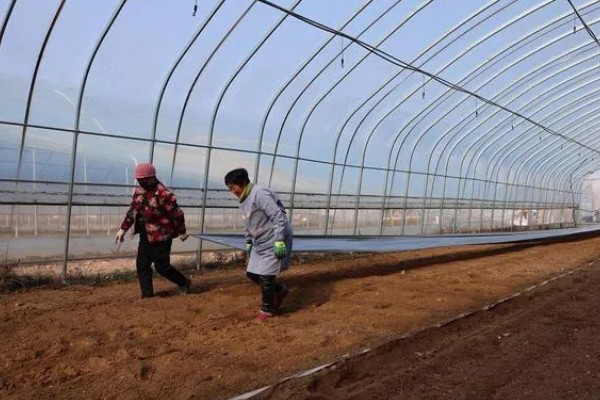 韭黄如何种植,可以直播也可以育苗移栽